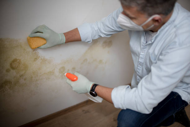 Best Certified Mold Removal  in USA